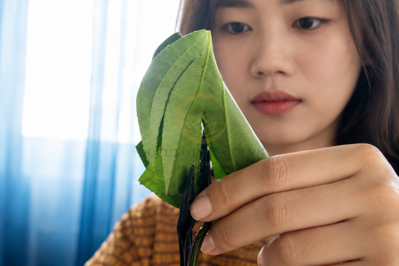 Bước 3: Cắt tỉa lá trầu thành hình cánh phượng và giữ phần giữa là phần đuôi dài của phượng hoàng. Dưới đây là hình ảnh các bước cắt tỉa lá trầu thành hình cánh phượng.
